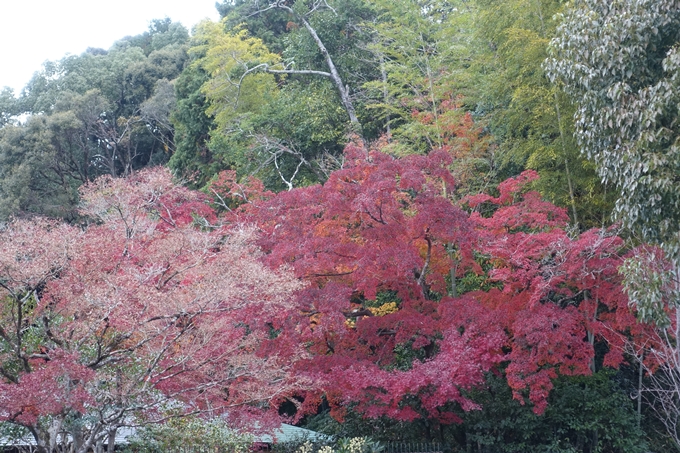 京都_紅葉情報_2019_17　哲学の道・南禅寺　No10