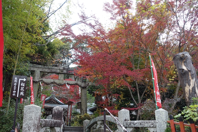 京都_紅葉情報_2019_17　哲学の道・南禅寺　No11