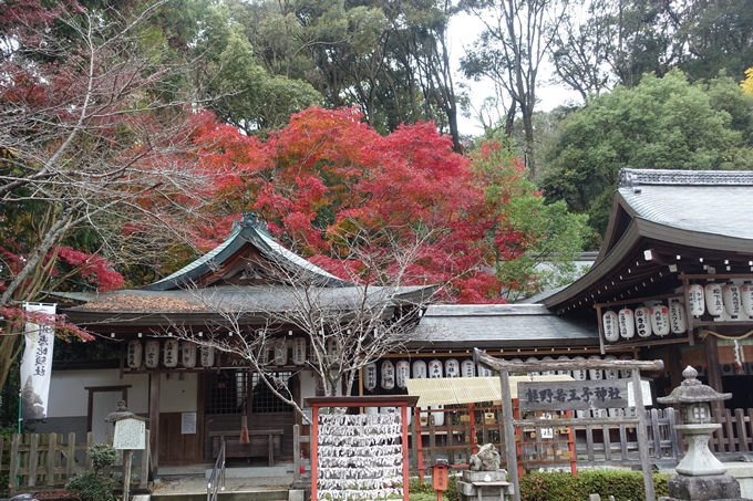 京都_紅葉情報_2019_17　哲学の道・南禅寺　No12