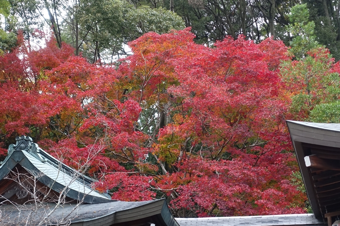 京都_紅葉情報_2019_17　哲学の道・南禅寺　No13