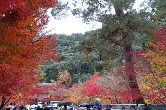 京都_紅葉情報_2019_17　哲学の道・南禅寺　No14