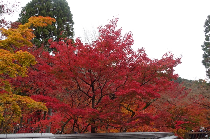 京都_紅葉情報_2019_17　哲学の道・南禅寺　No15