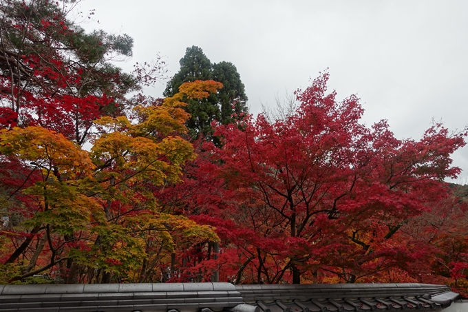 京都_紅葉情報_2019_17　哲学の道・南禅寺　No16