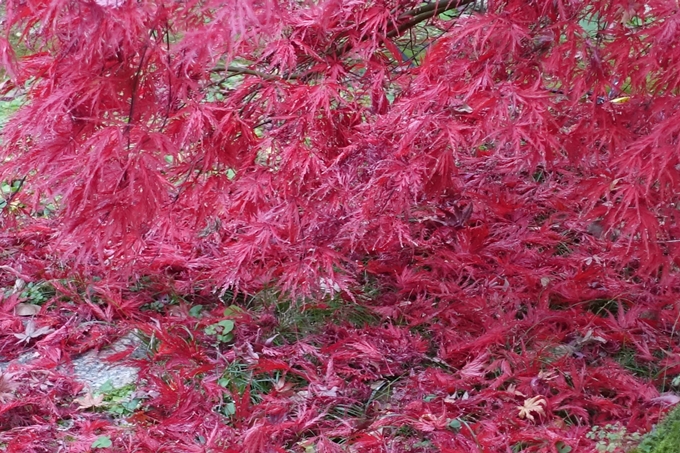 京都_紅葉情報_2019_17　哲学の道・南禅寺　No17