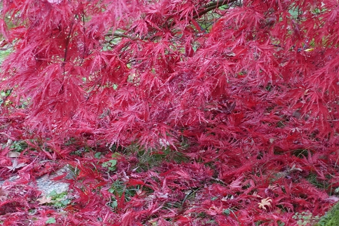 京都_紅葉情報_2019_17　哲学の道・南禅寺　No17