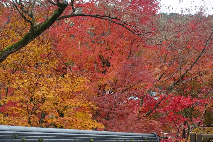 京都_紅葉情報_2019_17　哲学の道・南禅寺　No18