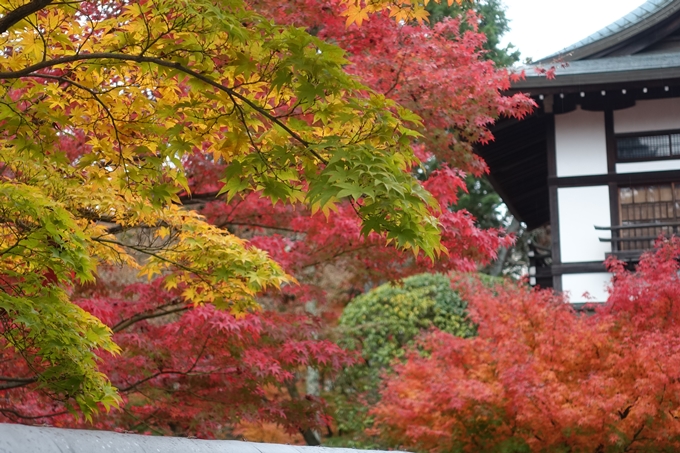 京都_紅葉情報_2019_17　哲学の道・南禅寺　No20