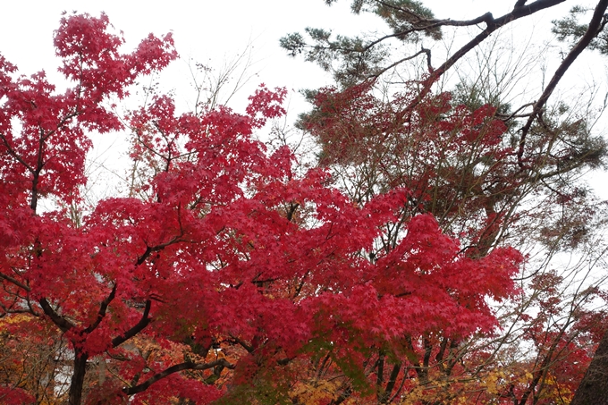 京都_紅葉情報_2019_17　哲学の道・南禅寺　No21