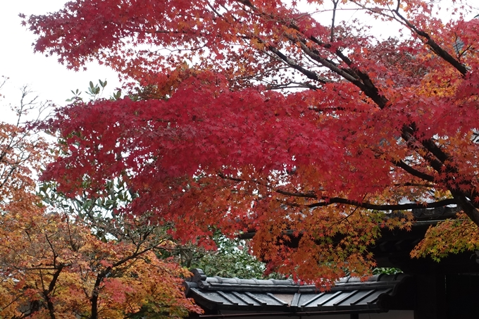 京都_紅葉情報_2019_17　哲学の道・南禅寺　No22