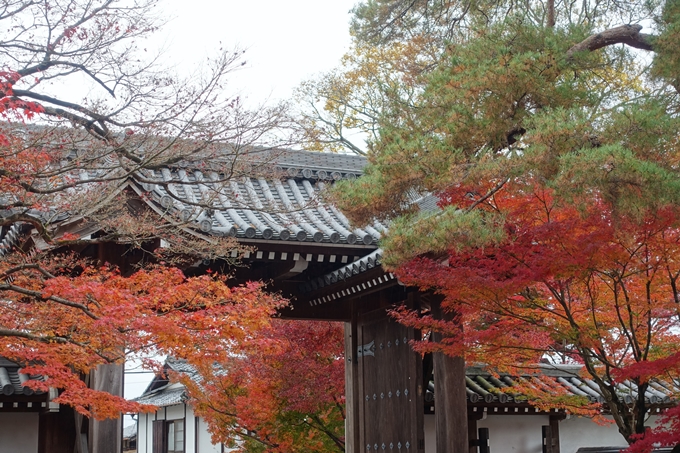 京都_紅葉情報_2019_17　哲学の道・南禅寺　No23