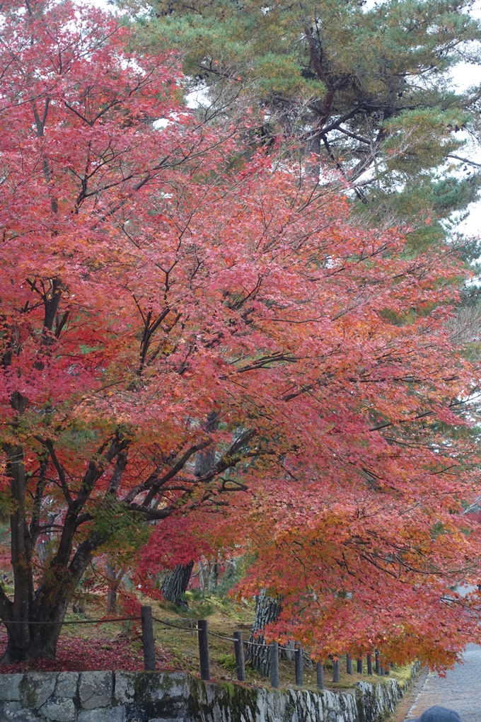 京都_紅葉情報_2019_17　哲学の道・南禅寺　No24