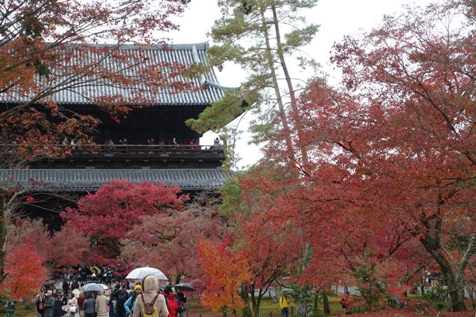 京都_紅葉情報_2019_17　哲学の道・南禅寺　No25