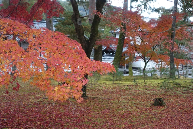 京都_紅葉情報_2019_17　哲学の道・南禅寺　No26