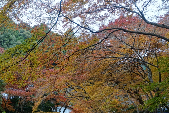 京都_紅葉情報_2019_17　哲学の道・南禅寺　No29