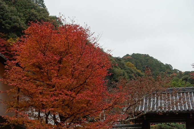 京都_紅葉情報_2019_17　哲学の道・南禅寺　No30