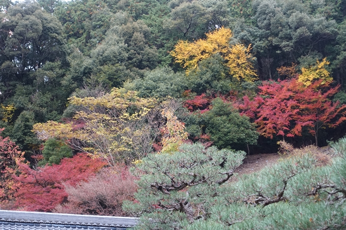 京都_紅葉情報_2019_17　哲学の道・南禅寺　No31