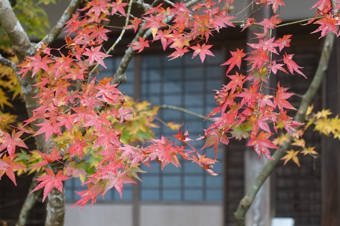 京都_紅葉情報_2019_17　哲学の道・南禅寺　No32