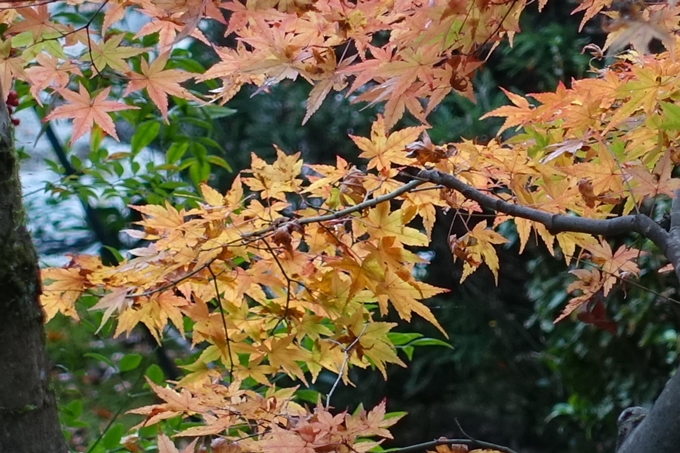 京都_紅葉情報_2019_17　哲学の道・南禅寺　No33