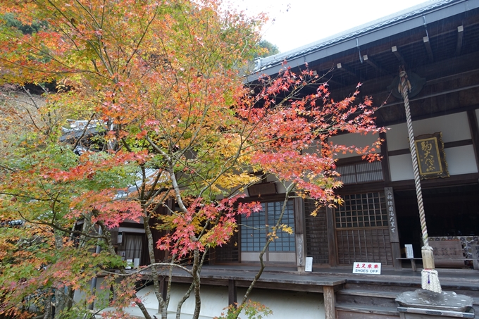 京都_紅葉情報_2019_17　哲学の道・南禅寺　No34