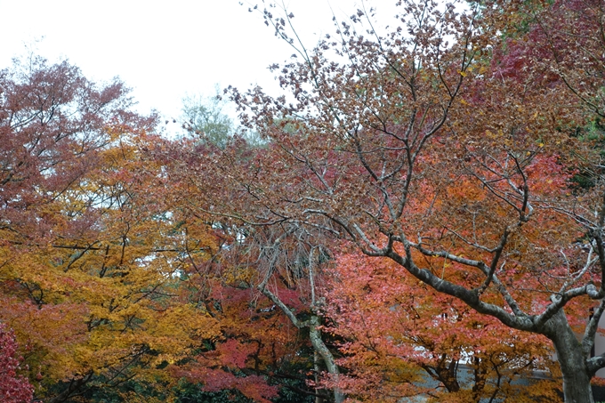 京都_紅葉情報_2019_17　哲学の道・南禅寺　No36