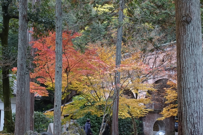 京都_紅葉情報_2019_17　哲学の道・南禅寺　No39