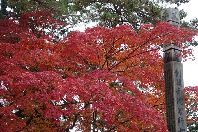 京都_紅葉情報_2019_17　哲学の道・南禅寺　No40