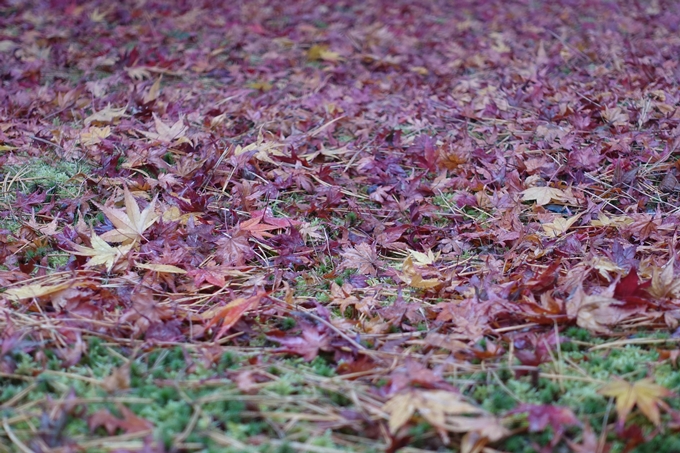 京都_紅葉情報_2019_17　哲学の道・南禅寺　No41