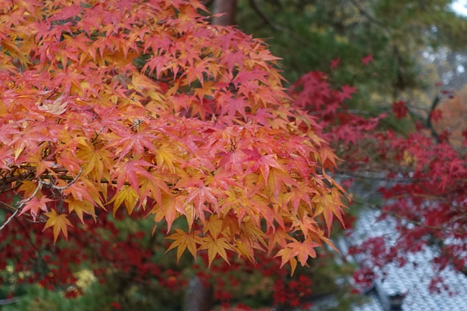 京都_紅葉情報_2019_17　哲学の道・南禅寺　No42