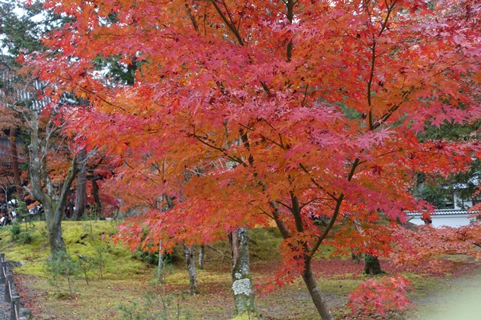 京都_紅葉情報_2019_17　哲学の道・南禅寺　No43