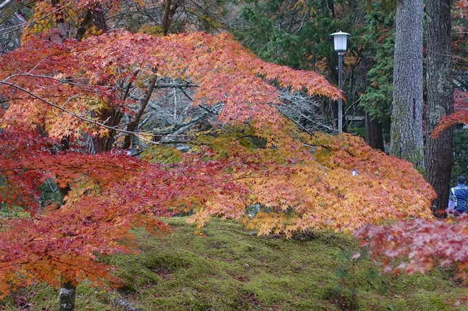 京都_紅葉情報_2019_17　哲学の道・南禅寺　No44