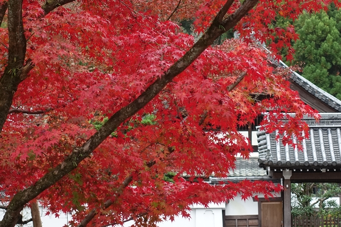 京都_紅葉情報_2019_17　哲学の道・南禅寺　No45