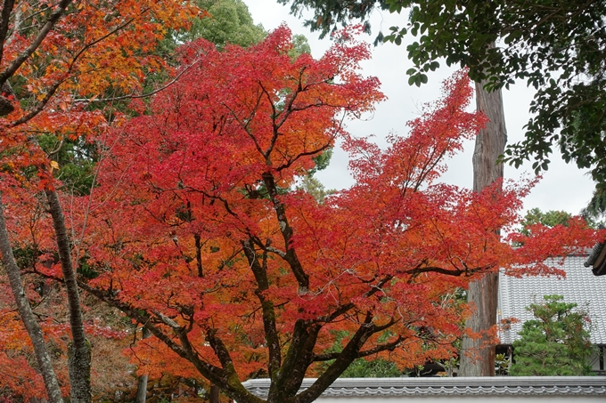 京都_紅葉情報_2019_17　哲学の道・南禅寺　No47