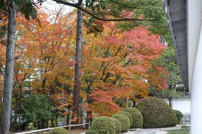 京都_紅葉情報_2019_17　哲学の道・南禅寺　No48