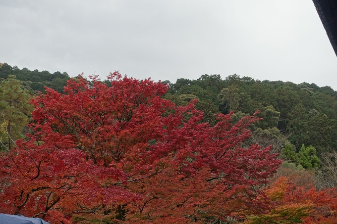 京都_紅葉情報_2019_17　哲学の道・南禅寺　No49