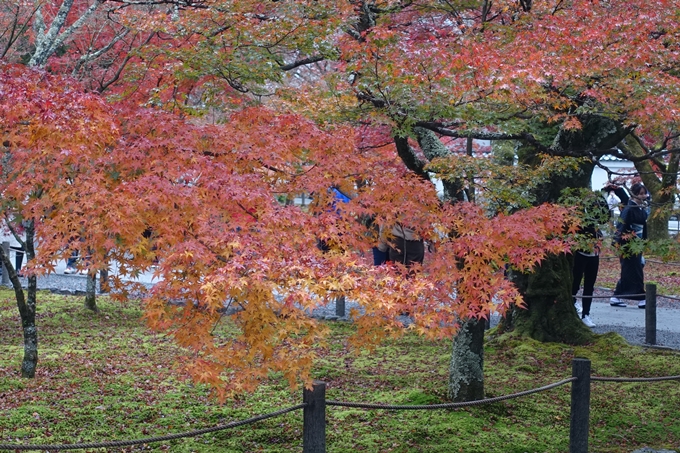 京都_紅葉情報_2019_17　哲学の道・南禅寺　No50