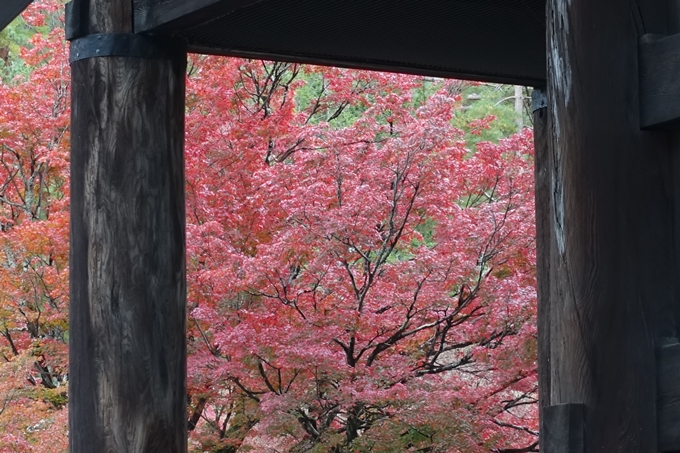 京都_紅葉情報_2019_17　哲学の道・南禅寺　No51