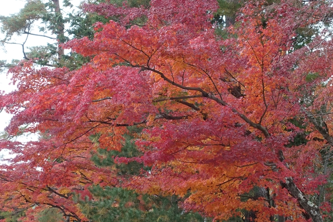 京都_紅葉情報_2019_17　哲学の道・南禅寺　No53