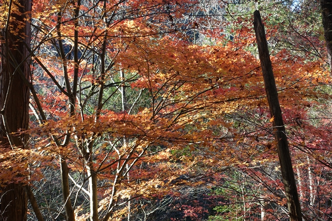 岐阜_中津川_苗木城_岩村城　No18