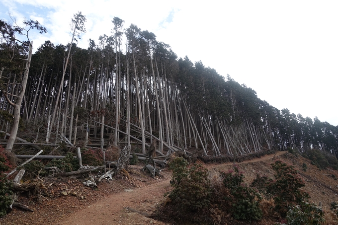 愛宕山_樒原　No57