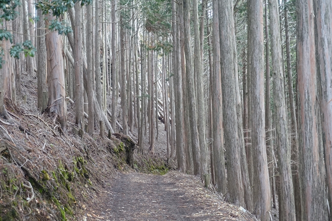 愛宕山_樒原　No60