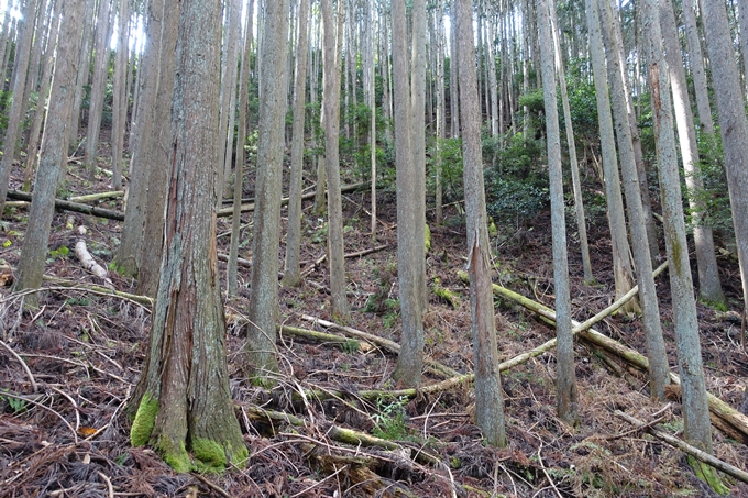 明智越え_高瀬山　No128