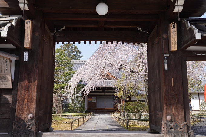 京都_桜_2020_04　No5