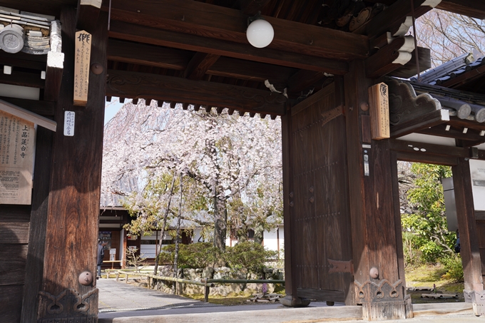 京都_桜_2020_04　No6