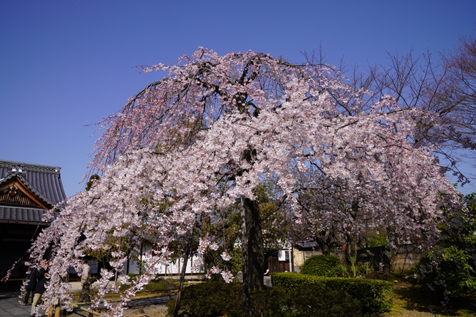 京都_桜_2020_04　No7