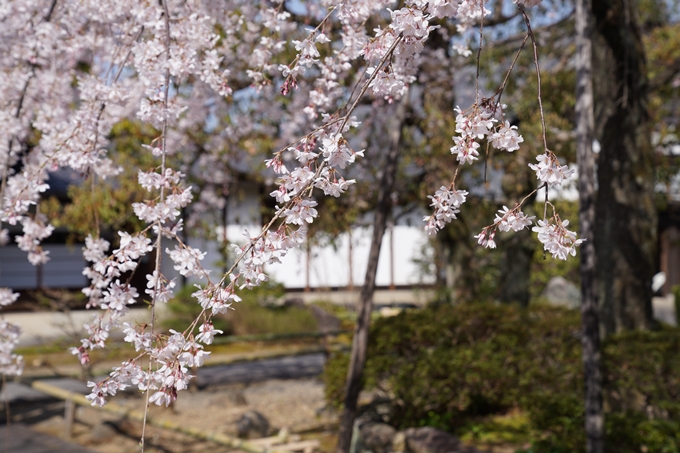 京都_桜_2020_04　No8