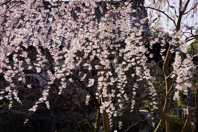 京都_桜_2020_04　No9