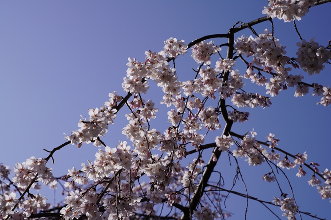 京都_桜_2020_04　No10