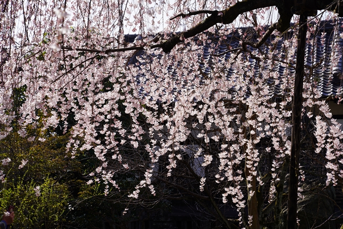 京都_桜_2020_04　No11