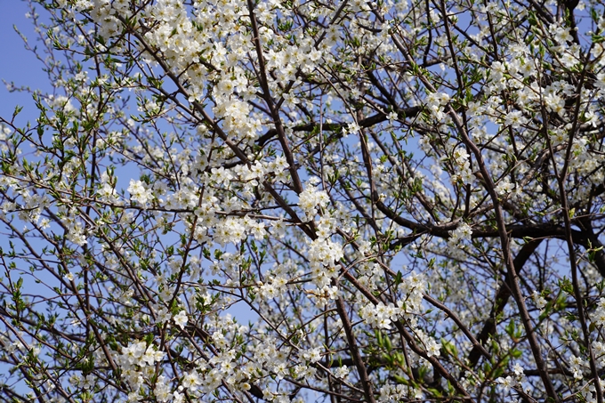 京都_桜_2020_04　No15