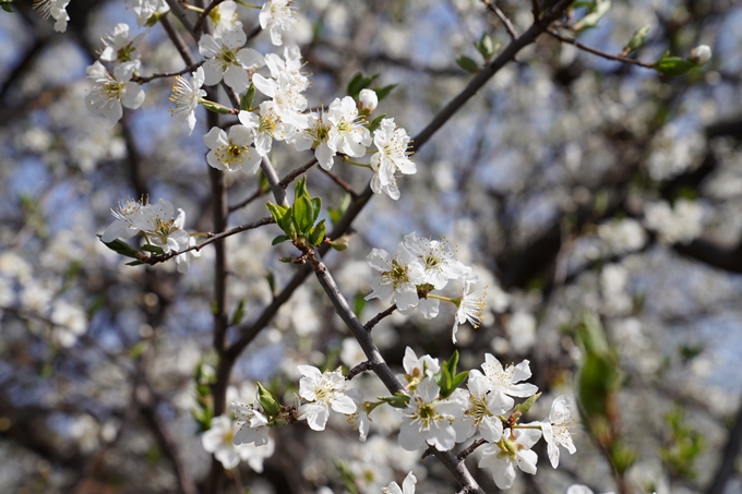 京都_桜_2020_04　No17